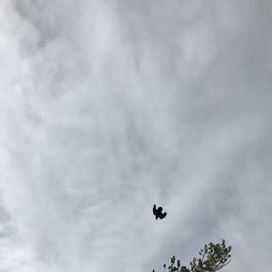 Meet your Posher, Amelia